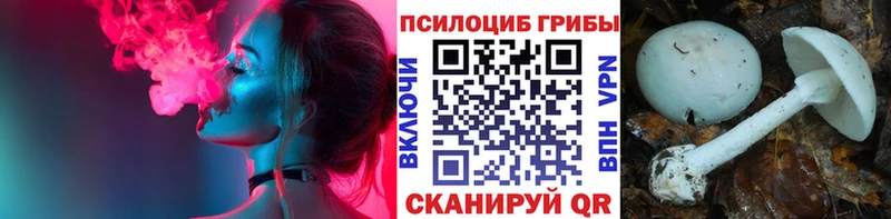 Псилоцибиновые грибы Psilocybe  Купить где  Елизово 